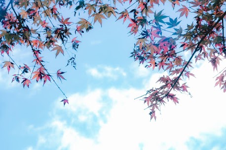 こんにちは✨
【結婚相談所IBJメンバーズ銀座店】です！

🍁秋の出会い特集🍁
人恋しくなる季節、婚活始めませんか？

秋の風が心地よく感じられる季節になりました。
ふとした瞬間に、誰かと寄り添いたくなるようなこの時期――。

夏が過ぎ、街も気持ちも少し落ち着く秋は、実は婚活スタートにぴったりの季節なんです。

「今年中に出会いが欲しい」
「そろそろ真剣なパートナーと向き合いたい」

そんな気持ちが芽生えているあなたへ、秋の婚活の魅力と成功のコツをお届けします。

【1. 秋は「人恋しい」季節。自然と心が動きやすい】

秋になると、日が短くなり、肌寒さを感じるようになります。
こうした変化は、心理的に「誰かと一緒にいたい」と思う気持ちを高めるといわれています。

実際に、結婚相談所でも秋から婚活を始める方が多くなり、出会いのチャンスが増える傾向があります。

【2. 秋はデートがしやすい！自然な関係を築くチャンス】

・紅葉スポットへのお出かけ
・カフェでゆったりおしゃべり
・秋の味覚を楽しむディナーデート

秋は、暑すぎず寒すぎず、落ち着いたデートがしやすい季節。
ゆっくりと会話ができるため、お互いを深く知るきっかけにもなります。

自然と距離が縮まりやすいこの時期に、関係を築いていく方も多いです。

【3. 年末年始に向けて動くなら「今」がチャンス】

今、動き出せば――
・クリスマスには一緒に過ごす相手ができるかもしれない
・年末年始に家族に紹介できる関係になれるかもしれない

焦る必要はありませんが、「あとで…」と先延ばしにすると、気がつけば年が明けてしまいます。

秋のスタートが未来を変える第一歩になるかもしれません。

【4. まずは「一歩」踏み出すことから】

「でも、婚活って何から始めたらいいかわからない…」
「うまくいかなかったらどうしよう…」

そんな不安がある方もご安心ください。
IBJメンバーズでは、初めての方でも安心して始められるよう、無料カウンセリングをご用意しています。

あなたの不安や希望をじっくりお伺いし、無理のない婚活プランをご提案いたします。

秋は、出会いの準備にぴったりの季節。
少し勇気を出して一歩踏み出せば、思いがけないご縁が待っているかもしれません。

「今度こそ、本気で出会いたい」
そんなあなたを、私たちは全力でサポートいたします。

まずは、お気軽に無料相談へお越しください😊

【本気の人だけの、IBJメンバーズ】
 
まずはお気軽なご相談の
銀座店来店予約はこちらから↓↓
https://www.loungemembers.com/ginza/
 
【⭐IBJのおすすめ動画もご紹介させていただきます⭐】
結婚相談所で活動をするのに一番大事なこととは？
https://www.youtube.com/watch?v=dHnL7PsbZQc&t=52s