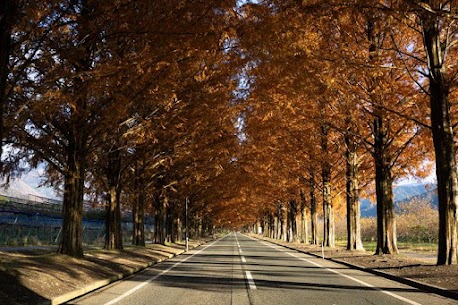 秋の出会いは長続きする？季節と恋愛心理の関係

秋になると、空気が少し冷たくなり、夕暮れが早まっていきます。そんな季節の変化に、ふと「誰かと一緒にいたい」と感じたことはありませんか？

実はこの“人恋しさ”には、ちゃんと心理的な理由があります。今回は、秋という季節と恋愛心理の関係、そして結婚相談所での出会いが長続きしやすい理由をお伝えします。

🍂 秋は「つながり」を求める季節

心理学的に、人は気温が下がり始めると、自然と“ぬくもり”を求めるようになります。アメリカの研究でも、気温が低い季節ほど「恋人が欲しい」「誰かと寄り添いたい」と感じやすくなる傾向があると報告されています。

秋は、まさにそんな気持ちが高まりやすい季節。だからこそ、秋の出会いは“心の温かさ”を重視する傾向があります。夏のような情熱的な恋ではなく、「一緒にご飯を食べたい」「穏やかに過ごしたい」といった、現実的で長続きしやすい恋が芽生えやすいのです。

☕ 秋デートが恋を深める理由

秋のデートは、ゆっくり会話を楽しむのにぴったり。カフェで季節限定のスイーツを味わったり、公園で紅葉を眺めながら散歩したり。自然と会話が生まれ、相手の人柄や価値観を知る時間が増えます。

実際、結婚相談所での成婚者の中にも「最初のデートが秋だった」というカップルが多くいます。紅葉の美しさや秋の空気感が、相手への印象をやわらかくし、“安心感”を感じやすくするのです。

心理学的にも、人は穏やかな景色や自然の色に触れると、副交感神経が働きリラックス状態になります。緊張しがちな初対面でも、秋の雰囲気が二人の距離をやさしく縮めてくれるのです。

🌰 秋の婚活がうまくいく理由

秋に婚活を始めた人は、冬に向けて「一緒に年を越したい」「クリスマスを誰かと過ごしたい」という具体的な目標を持ちやすくなります。
この“目標意識”があることで、行動のスピードも上がりやすく、出会いのチャンスを逃しにくくなるのです。

さらに、結婚相談所には「本気で結婚したい」と考える方だけが集まっています。お互いに同じ目的を持っているからこそ、秋からの出会いはスムーズに進展しやすく、成婚までの期間も短くなる傾向があります。

🧣 長続きする関係の特徴とは？

心理学では、人が長く続く関係を築くためには3つの要素が大切だと言われています。
1️⃣ 安心感（相手といると心が落ち着く）
2️⃣ 尊重（相手の考えや時間を大切にできる）
3️⃣ 共感（似た価値観や感情を共有できる）

秋の婚活は、まさにこの3つを育てやすい時期。派手さよりも穏やかさ、駆け引きよりも信頼を大切にする恋が生まれやすいのです。

🍁 まとめ：秋は“心で恋をする季節”

秋の出会いは、静かに心が動く季節の魔法とよく似ています。急がず、焦らず、一歩ずつ歩むことで、本当に自分に合う人と出会える時期でもあります。

紅葉が美しく色づくように、あなたの人生も誰かと共に深い色を重ねていけますように。
この秋、あなたの婚活にも“実り”がありますように。

IBJメンバーズでは無料カウンセリングを行っています！