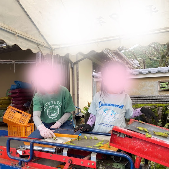 皆様、こんにちは。結婚相談所IBJメンバーズ大阪店です。

11月の三連休、街には笑顔があふれ、秋の風とともに幸せな時間を過ごされた方も多かったのではないでしょうか🍁
当店も、10月末にご入会された会員さまの初面談でにぎわい、たくさんの「新しい出会いの一歩」が生まれた週末でした。

今回ご紹介するのは、40代ご再婚同士のご成婚エピソードです。
◆男性会員A様（40代後半・婚歴あり）と、
◆女性会員T様（40代・婚歴あり・お子様あり）のエピソードです。

男性A様はご自身で会社を経営される多忙な毎日を送られながらも、
「もう一度、温かい家庭を築きたい」という強い想いを胸に、
今年の春、パーティースカウトからIBJメンバーズにご入会くださいました。

入会からわずか6ヶ月。
その短い時間で、人生を共に歩みたいと思えるお相手と巡り会われ、見事ご成婚を迎えられました。

お相手女性のT様とは、活動を始めて間もなくの出会い。
お二人はすぐに意気投合し、同じ経験を持つ者同士として、
過去やお子さまへの想い、これからの人生について、丁寧に語り合われたそうです。

再婚同士の婚活では、ご本人たちの想いだけでなく、
お子さまのお気持ちも大切にしなければなりません。
時にはそのバランスが難しいと感じることもあります。

しかし、男性A様は真っ直ぐな眼差しで女性T様に伝えられました。

「どれだけ考えても、まずはお子さんにお会いしてみないと始まりません。」

その言葉には、男性A様の誠実さと覚悟、そして「家族」として向き合う強い意志が込められていました。

初めてT様のお子さまとお会いされた日。
お子さまはお母さまの幸せを願うように、
「お母さんが大切に思っている人だから、私にとっても大切な人」と
まっすぐな気持ちで男性A様に接してくださったそうです。

そのお話を伺ったとき、入会担当のY（子育て経験者）も思わず感動し、
男性A様の自然体な優しさと、女性T様親子の温かな絆。
それはまるで、最初から一つの家族だったかのような穏やかさを感じさせる瞬間でした。

交際中には、男性A様の体調に関するアクシデントもありました。
しかしその時、T様は献身的に寄り添い、
お二人の絆はさらに深く、強いものへと育っていきました。

そして先日、男性A様のご実家恒例の「丹波の黒枝豆の収穫」に、
T様とお子さまも一緒に参加されたお写真を拝見しました。
笑顔で土に触れ、自然の中で笑い合う三人の姿。
そこには、まぎれもなく“家族”の温もりがありました。

40代での再婚。
決して簡単ではない道のりの中で、
お二人は互いを思いやり、信じ、支え合うことで
「運命の出会い」を掴まれました。

A様、T様。
これからもどんな時も、手を取り合いながら、
あたたかく幸せな家庭を築いていかれることを
スタッフ一同、心からお祈りしております💐

婚活は、誰にでも新しい物語の始まりをもたらしてくれます。
次はあなたの番かもしれません。

🌸ご来店・オンラインともに受付中🌸

───
婚活のご相談なら、業界最大級の会員数と手厚いサポートを誇る
IBJメンバーズ大阪店へぜひご相談ください💍

まずはお気軽に【無料相談】からどうぞ😊