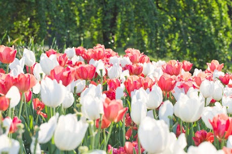 【緊急点検】あなたの「普通の条件」、実は超高級品じゃありませんか？

皆さま、こんにちは！結婚相談所IBJメンバーズです(^^)！

3月ですね🌸
世間は確定申告やら年度末の決算やらでバタバタしていますが、婚活中の皆さまにおかれましては【婚活のの棚卸し】進んでいらっしゃいますか？

「なかなか良い人がいない」「お見合いが組めない」と嘆いているそこのあなた。
もしかすると、あなたの掲げている「条件リスト」が、とんでもないことになっているかもしれません……。

⭐「普通の人」という名の超高級ブランド品⭐

「自分は高望みなんてしてません、普通の人でいいんです」

婚活現場で一番よく聞く言葉ですが、実はこれが一番のクセモノということをご存じでしょうか。
婚活界での「普通」は、例えるなら「皆が欲しがる大人気商品」みたいなものです。

・清潔感があって・会話が楽しくて・安定した仕事で・・・

・年齢が３４歳までで・かわいくて・いつも笑顔で明るくて・・・

そんな「普通」はなかなかいません。
いつのまにか「安い予算でブランドバッグを買いたい！」と言っているような状態になっていませんか？

一度自分の「お買い物リスト（条件）」を冷静にチェックしてみましょう。

いつまでも「マッチングしない条件」を店頭に並べていても、新しい出会いは入ってきません。
ここは思い切って、「条件の棚卸」をしてみませんか？

「年収は600万円以上！」
「年齢は20代！」
「会話が面白くて明るくて！」

「絶対に譲れない！」ガチガチの条件があればあるほど、婚活は難航します。

条件を少しだけ緩めてあげるだけで、自分にとっての本当に必要なものが見えてきますよ(^^)

ただ、【条件の棚卸】は予想以上に大変なもの。
一人だと条件を変えられないことも多いです。

そんな時は、冷静に、だけど親身に、あなたに寄り添ってくれる存在を頼ってください。
IBJメンバーズでは、条件も大切にしながら【あなたにとって本当に幸せな結婚】を一緒に目指します。

【本気の人だけの、IBJメンバーズ】
 
まずはお気軽なご相談の
銀座店来店予約はこちらから↓↓
https://www.loungemembers.com/ginza/
 
【⭐IBJのおすすめ動画もご紹介させていただきます⭐】
結婚相談所で活動をするのに一番大事なこととは？
https://www.youtube.com/watch?v=dHnL7PsbZQc&t=52s