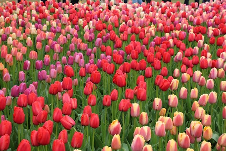 みなさま、こんにちは！

博多駅から徒歩2分、
結婚相談所IBJメンバーズ福岡店です(*^▽^*)

最近、一気に春めいてきましたね🌸
暖かくなってきて、活動にも積極的になる方も多いのでは♪

出会っているだけではお付き合いには至らないし、
出会っても進展していかなければ結婚にもたどり着けません。 

でも、誰かの特別になれることは、とても素敵なことだと思います。 

先日、読んだ本の中に面白い記事が載っていたのですが、
あの有名な『スティーブ・ジョブズ』さんの女性の口説き方で、

『美しい女性を口説こうと思った時、
ライバルの男がバラの花を10本贈ったら、君は15本贈るかい？
そう思った時点で君の負けだ。
ライバルが何をしようと関係ない。
その女性が本当に何を望んでいるのかを見極めることが重要なんだ』 

そんな～花なんか贈らないし～。 
と思ったかもしれませんが、要は見栄や虚勢を張り合うのではなく 

【相手を観察し、相手が本当に求めているのは何かを真剣に探そう。
そうすれば必ずうまくいく】 

ということを言っていたそうです。 

ここ大事です。 
自分の意見を相手に押し付けるのではなく、
相手をよく観察し相手に興味を持つところから。 

これが普通にできる方ってやっぱりモテるんですよ。 魅力的ですよね。 
考え方や習慣を変えるだけで、自分を取り巻く環境や人の反応って変わってきます。 
その方に合ったやり方や、長所の磨き方を一緒に考えていくので、自分は不器用な方だ。
とか自分を出すのが苦手。 

なんて方がいたらいつでもご相談にお越しください。

無料カウンセリングは、
下記の「詳細」ボタンからお進みいただけます。
みなさまからのご連絡を心よりお待ちしております。
ーーーーーーーーーーーーーーーーーー
博多駅からすぐ♪博多バスターミナル9階☆彡
♡ご自宅でご契約～お見合いもデートも可♡
結婚相談所 福岡＆婚活のご相談と言えば、
【業界最大級の会員・婚約までサポート】の
結婚相談所ＩＢＪメンバーズ福岡店へご依頼ください＾＾
ーーーーーーーーーーーーーーーーーーー