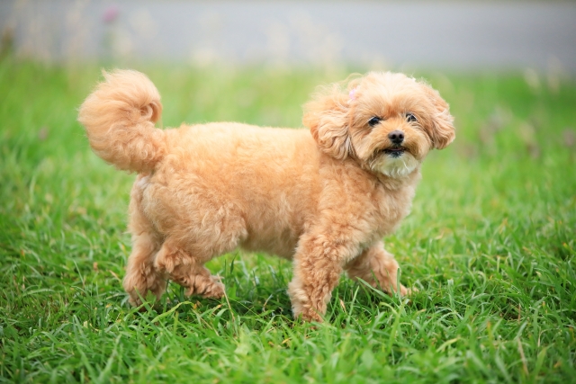 ５　子犬のプレゼント