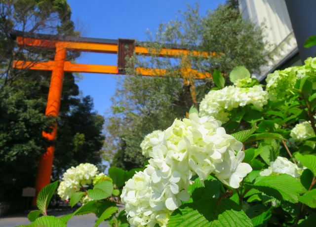 【埼玉・川越】川越氷川神社